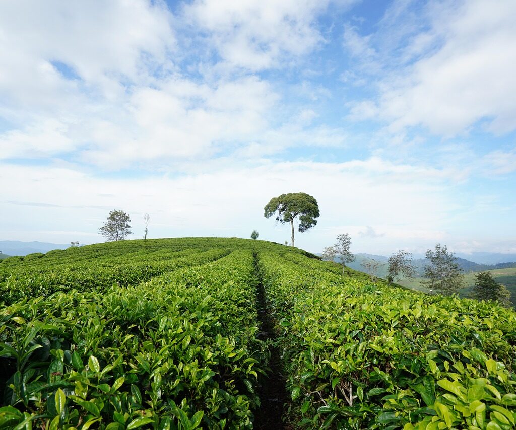 Spice Plantations – A Fragrant Experience