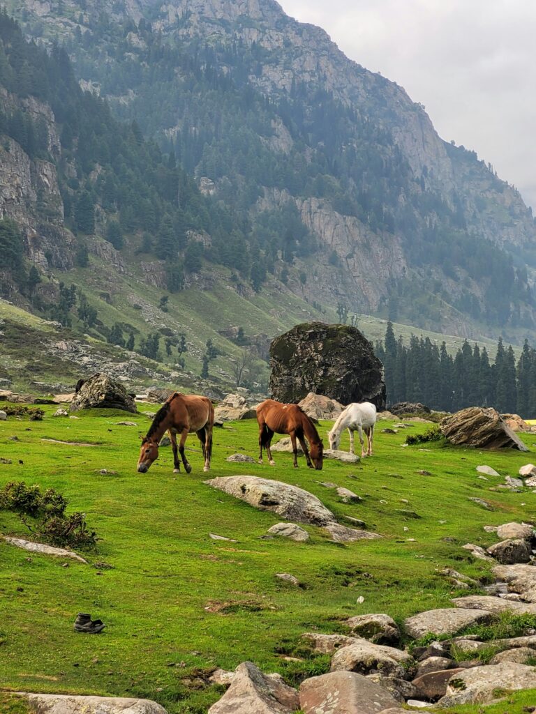 sonamarg horse ride